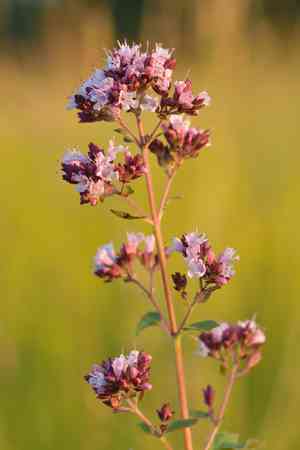 Oregano(Origanum vulgare)