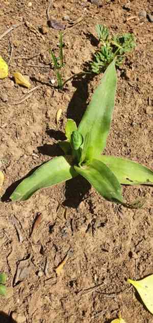 Sun star(Ornithogalum dubium)