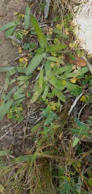 Sun star(Ornithogalum dubium)