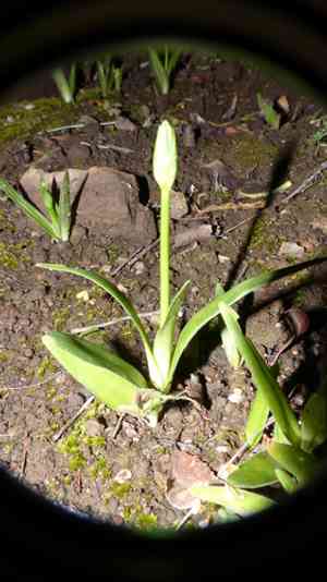 Sun star(Ornithogalum dubium)