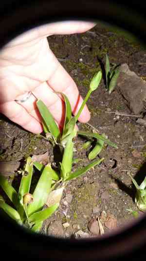 Sun star(Ornithogalum dubium)