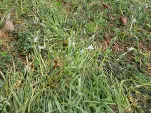 drooping star-of-Bethlehem(Ornithogalum nutans)