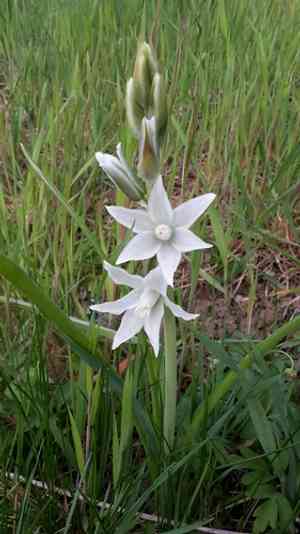 drooping star-of-Bethlehem(Ornithogalum nutans)