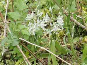 drooping star-of-Bethlehem(Ornithogalum nutans)