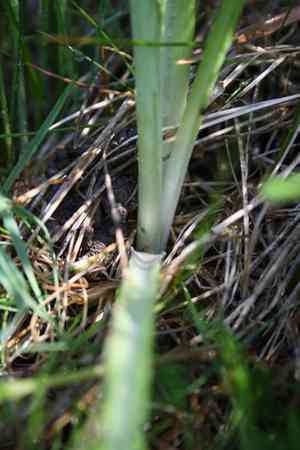 drooping star-of-Bethlehem(Ornithogalum nutans)