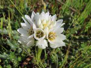 Chincherinchee(Ornithogalum thyrsoides)