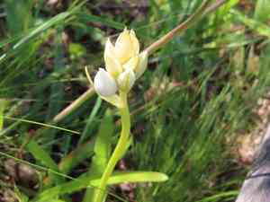 Chincherinchee(Ornithogalum thyrsoides)