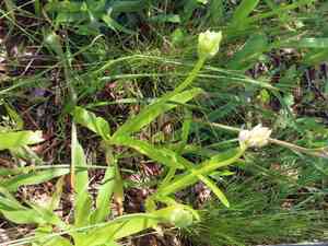 Chincherinchee(Ornithogalum thyrsoides)