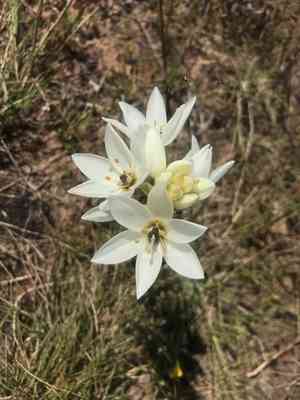 Chincherinchee(Ornithogalum thyrsoides)