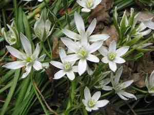 Garden star-of-bethlehem(Ornithogalum umbellatum)