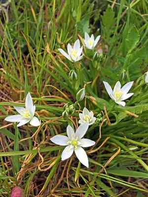 Garden star-of-bethlehem(Ornithogalum umbellatum)
