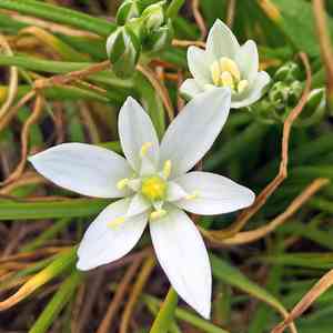 Garden star-of-bethlehem(Ornithogalum umbellatum)