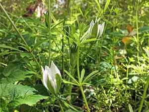 Garden star-of-bethlehem(Ornithogalum umbellatum)