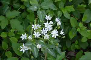 Garden star-of-bethlehem(Ornithogalum umbellatum)