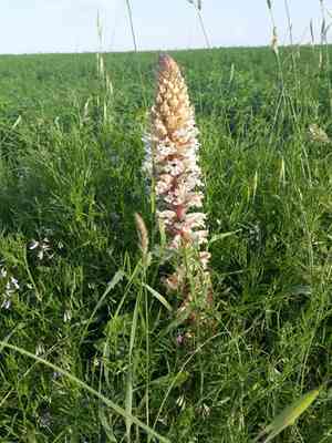 Bean broomrape(Orobanche crenata)