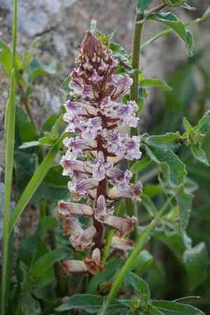 Bean broomrape(Orobanche crenata)