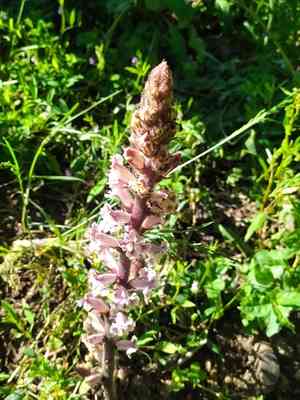 Bean broomrape(Orobanche crenata)