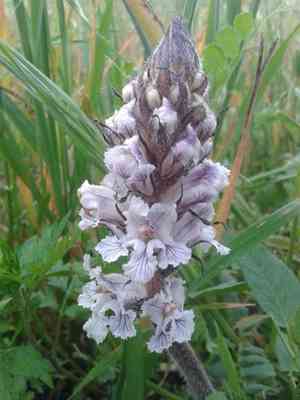 Bean broomrape(Orobanche crenata)