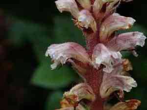 Ivy broomrape(Orobanche hederae)