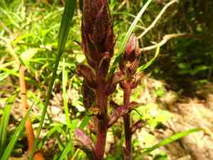 Ivy broomrape(Orobanche hederae)