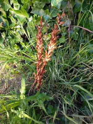 Ivy broomrape(Orobanche hederae)