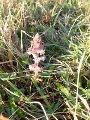 Small broomrape(Orobanche minor)