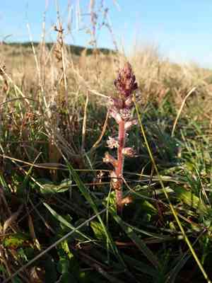 Small broomrape(Orobanche minor)