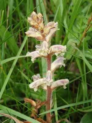 Small broomrape(Orobanche minor)