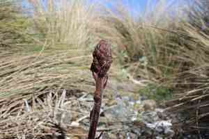 Small broomrape(Orobanche minor)
