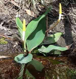 Floating arum(Orontium aquaticum)