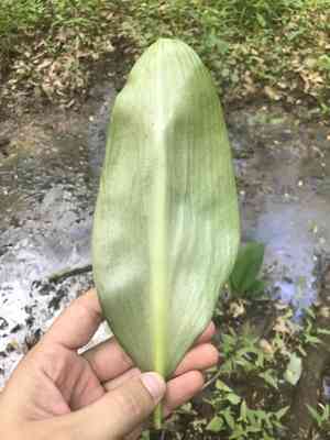 Floating arum(Orontium aquaticum)