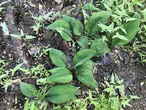 Floating arum(Orontium aquaticum)