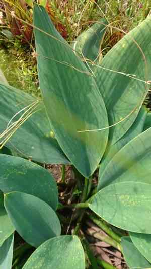 Floating arum(Orontium aquaticum)