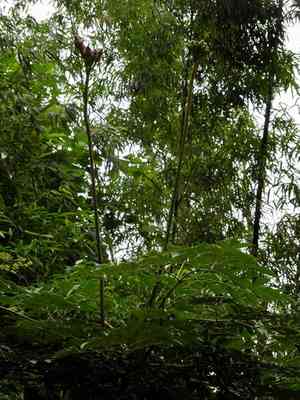 Midday marvel(Oroxylum indicum)