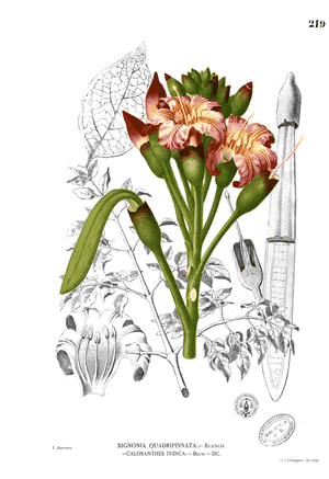 Midday marvel(Oroxylum indicum)