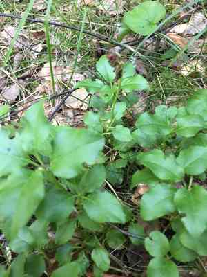 Sidebells wintergreen(Orthilia secunda)