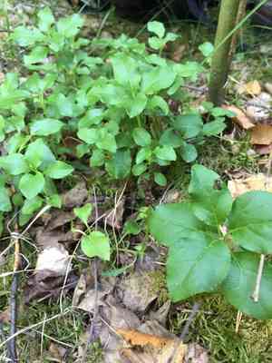 Sidebells wintergreen(Orthilia secunda)