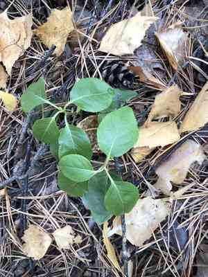Sidebells wintergreen(Orthilia secunda)
