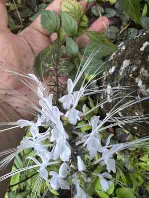 Cat's whiskers(Orthosiphon aristatus)