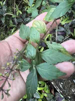 Cat's whiskers(Orthosiphon aristatus)