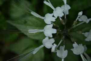 Cat's whiskers(Orthosiphon aristatus)