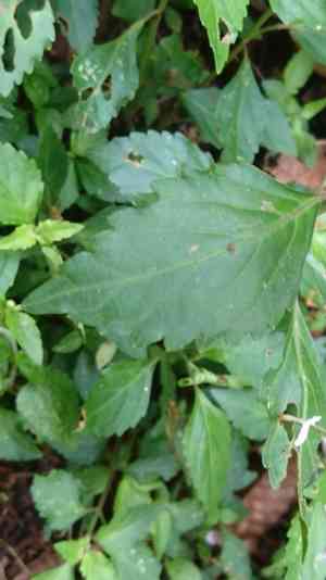 Cat's whiskers(Orthosiphon aristatus)