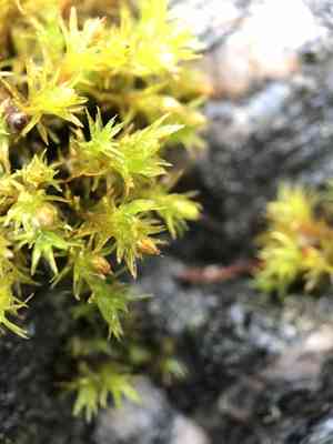 Orthotrichum moss(Orthotrichum cupulatum)