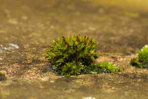 Orthotrichum moss(Orthotrichum cupulatum)