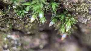 Orthotrichum moss(Orthotrichum diaphanum)