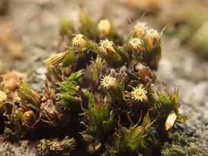 Orthotrichum moss(Orthotrichum diaphanum)