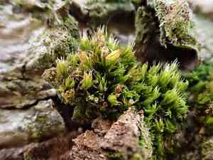 Orthotrichum moss(Orthotrichum diaphanum)