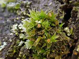 Orthotrichum moss(Orthotrichum diaphanum)