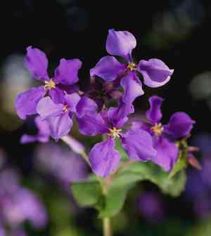 Chinese violet cress(Orychophragmus violaceus)