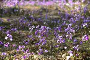 Chinese violet cress(Orychophragmus violaceus)